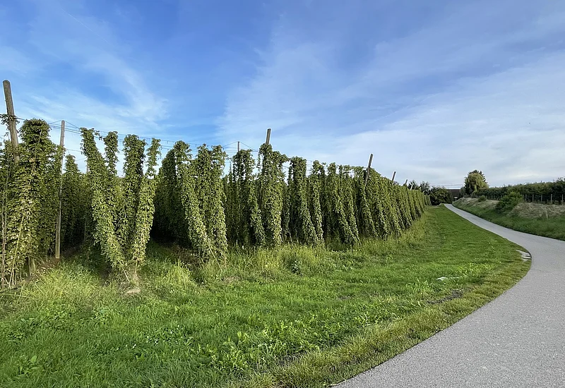 Tettnanger Hopfengarten